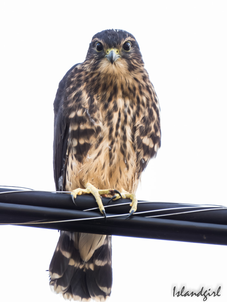 Bird on a Wire by radiogirl