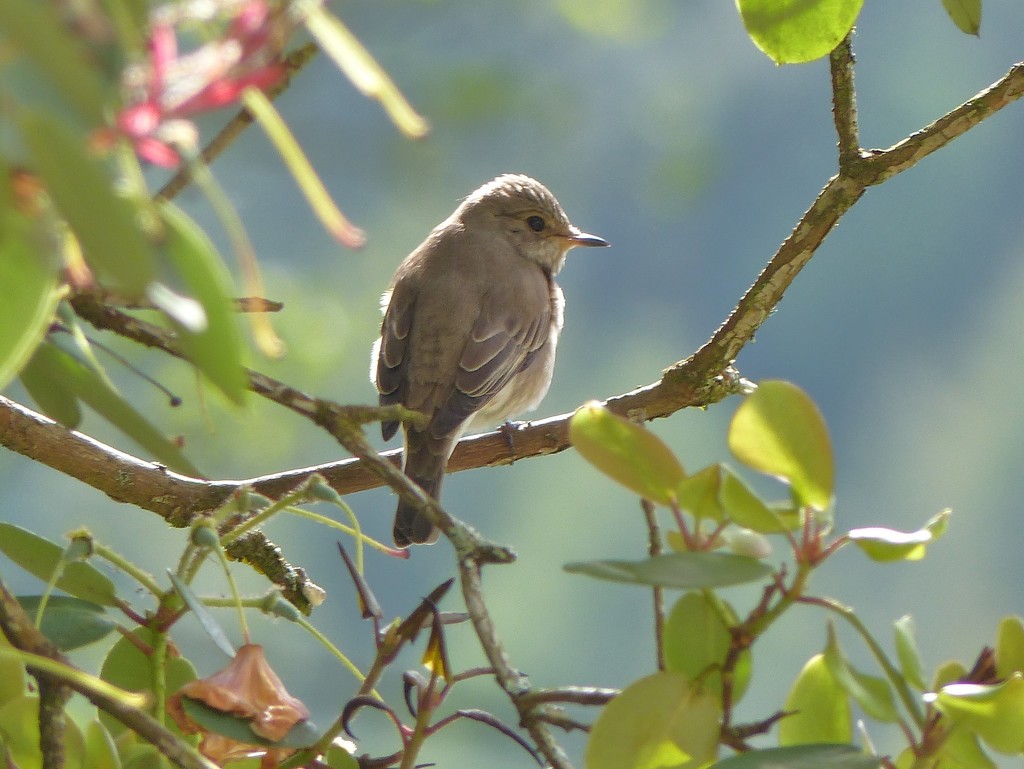  Spotted Flycatcher Again by susiemc