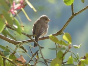 9th Jul 2017 -  Spotted Flycatcher Again
