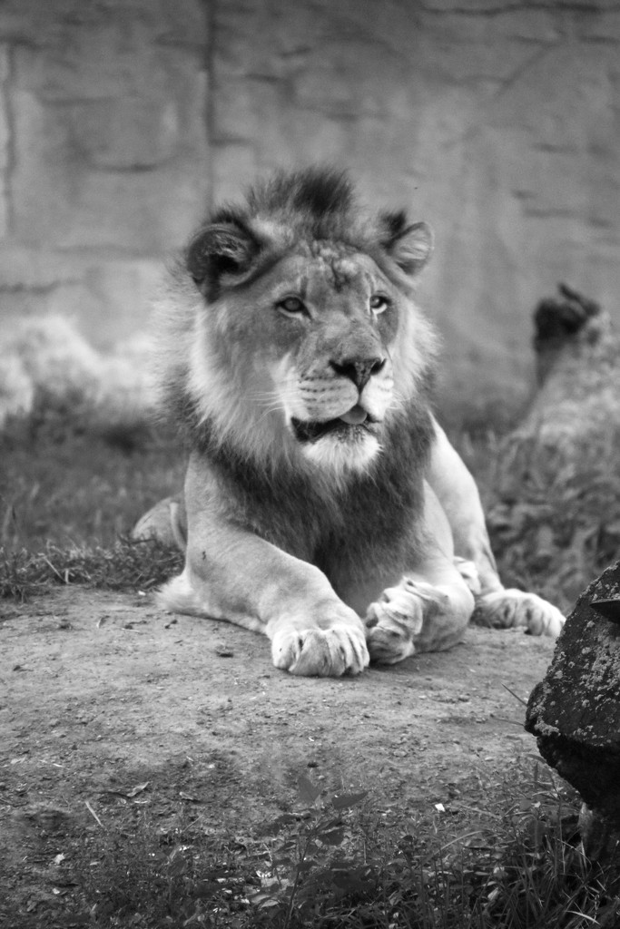 Lion by randy23