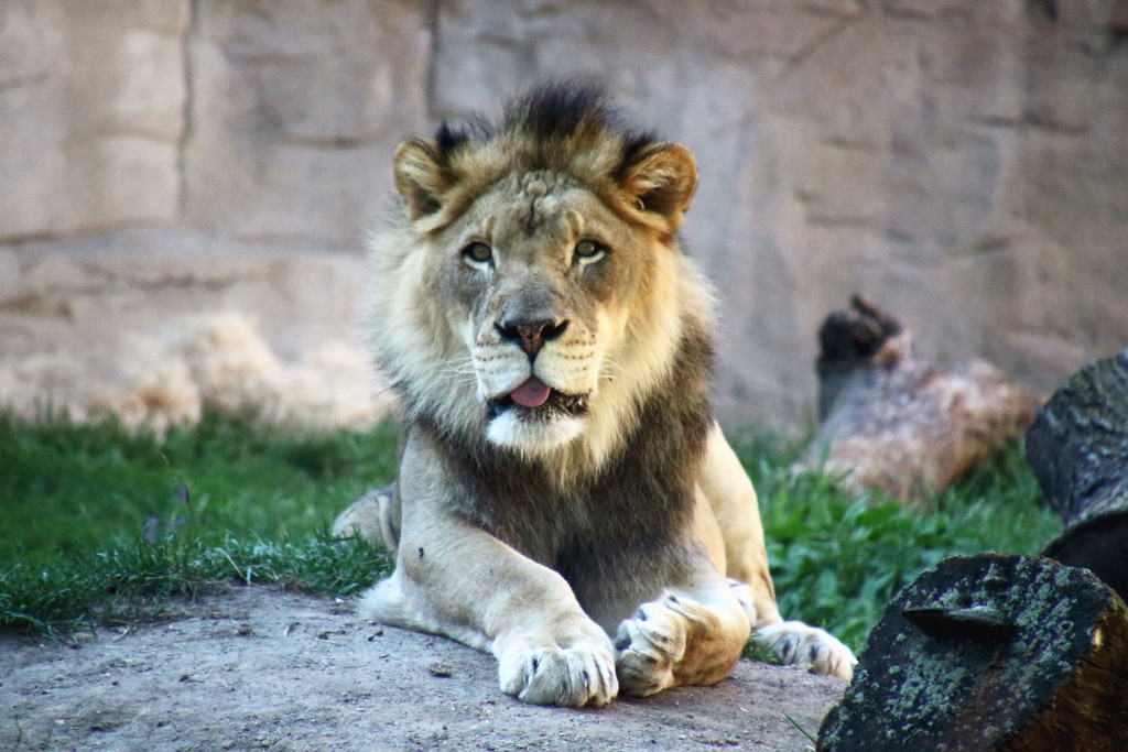 Lion Relaxing by randy23