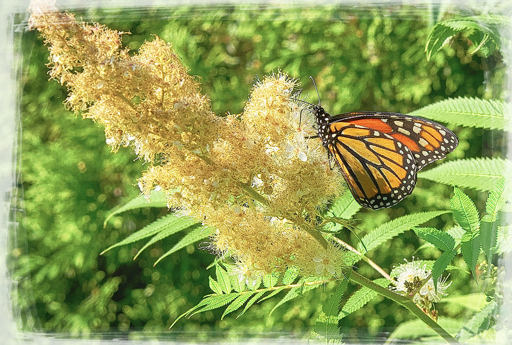 Butterfly 2  by gardencat