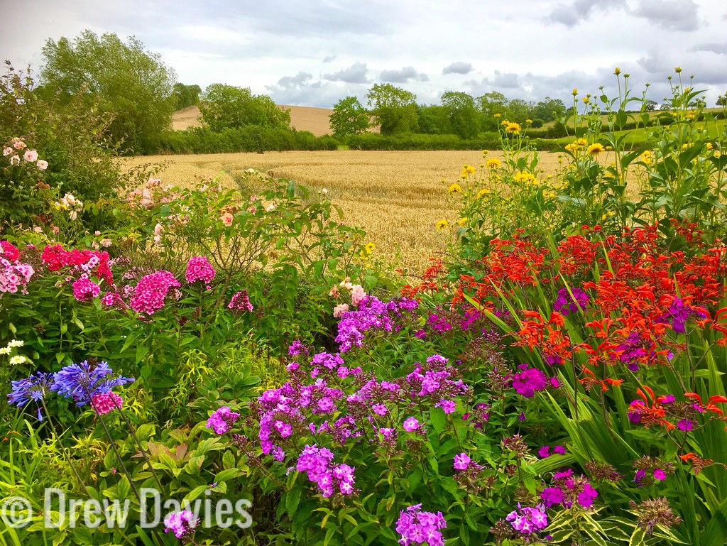 Fields and flowers  by 365projectdrewpdavies