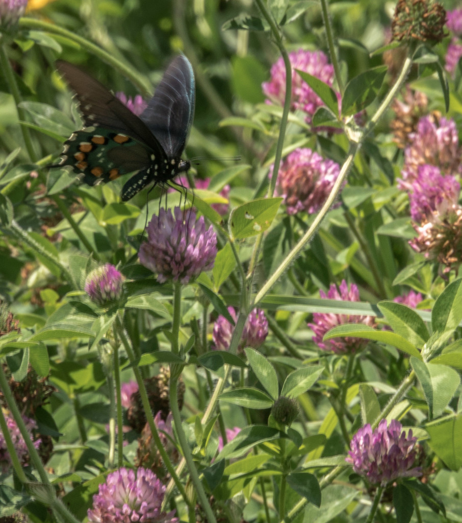 Purple clover with visitor by randystreat