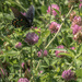 Purple clover with visitor by randystreat
