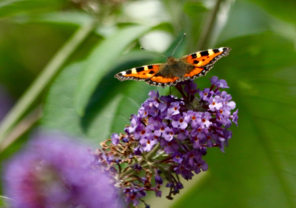 A Small Tortoiseshell  by orchid99