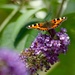 A Small Tortoiseshell  by orchid99