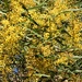 Golden Wattle ~ by happysnaps