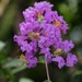 Purple Crepe Myrtle by judyc57