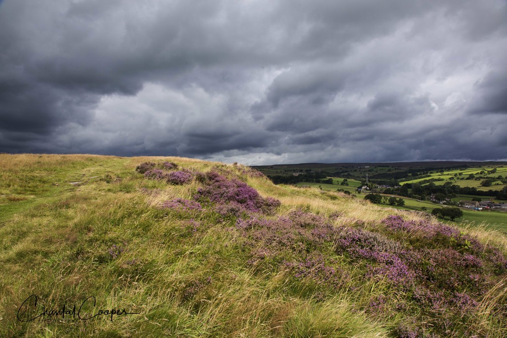 Heather on Baildon Moor by shepherdmanswife