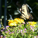 0729_3290 not quite a Monarch by pennyrae