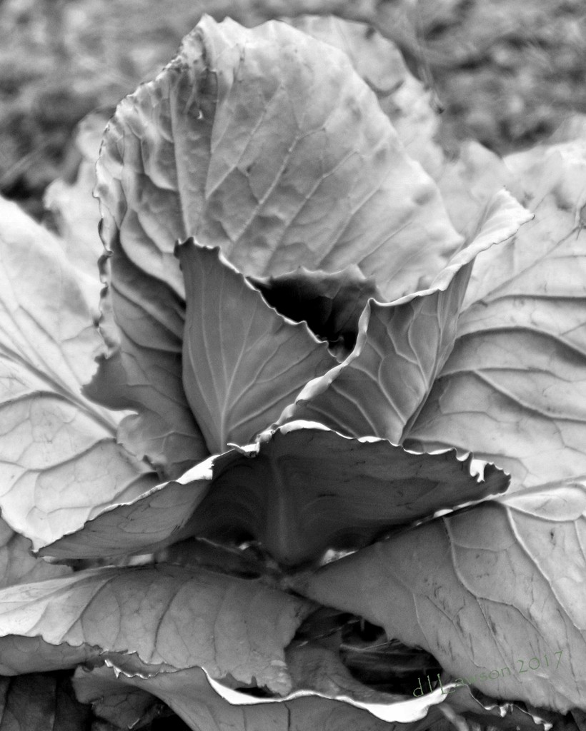 Cabbage In the Garden by flygirl