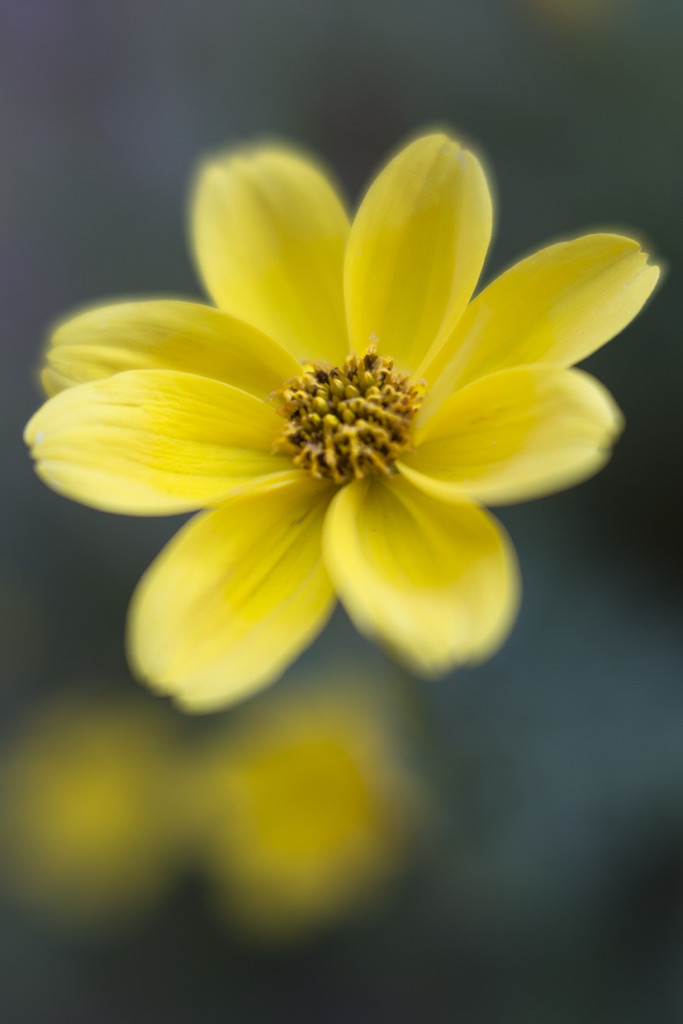 Yellow Daisy by pdulis