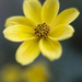 Yellow Daisy by pdulis