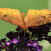 Great Spangled Fritillary [Filler #43] by rhoing