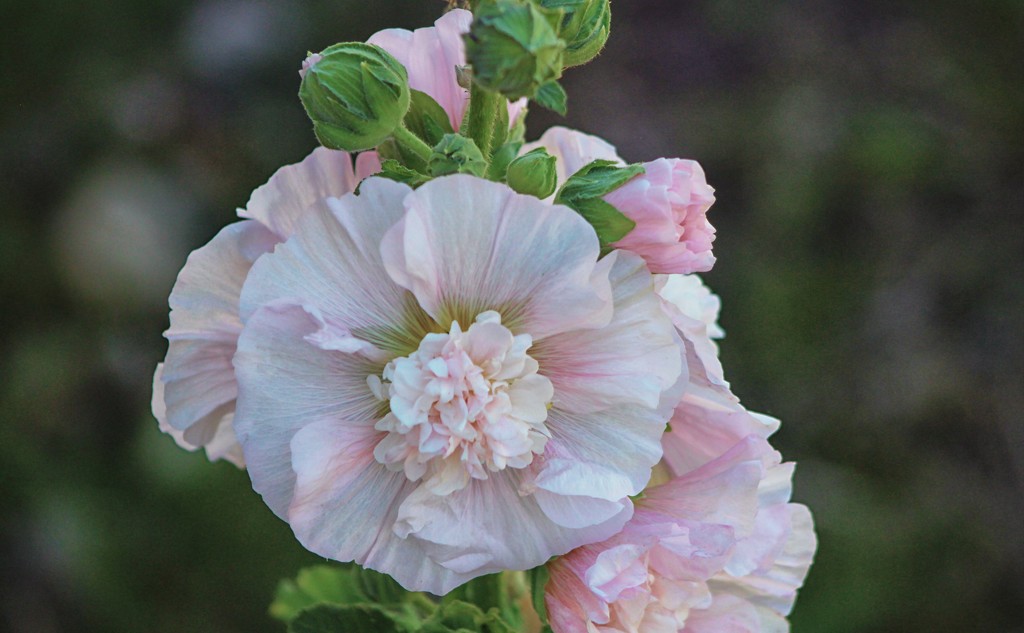 Pink Hollyhock by paintdipper