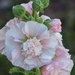 Pink Hollyhock by paintdipper