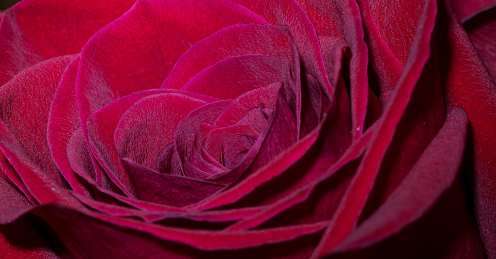 Rose Petals up Close! by rickster549