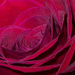 Rose Petals up Close! by rickster549