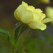 Soft Rose by joysfocus