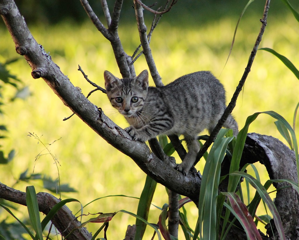 Jungle Cat by cjwhite