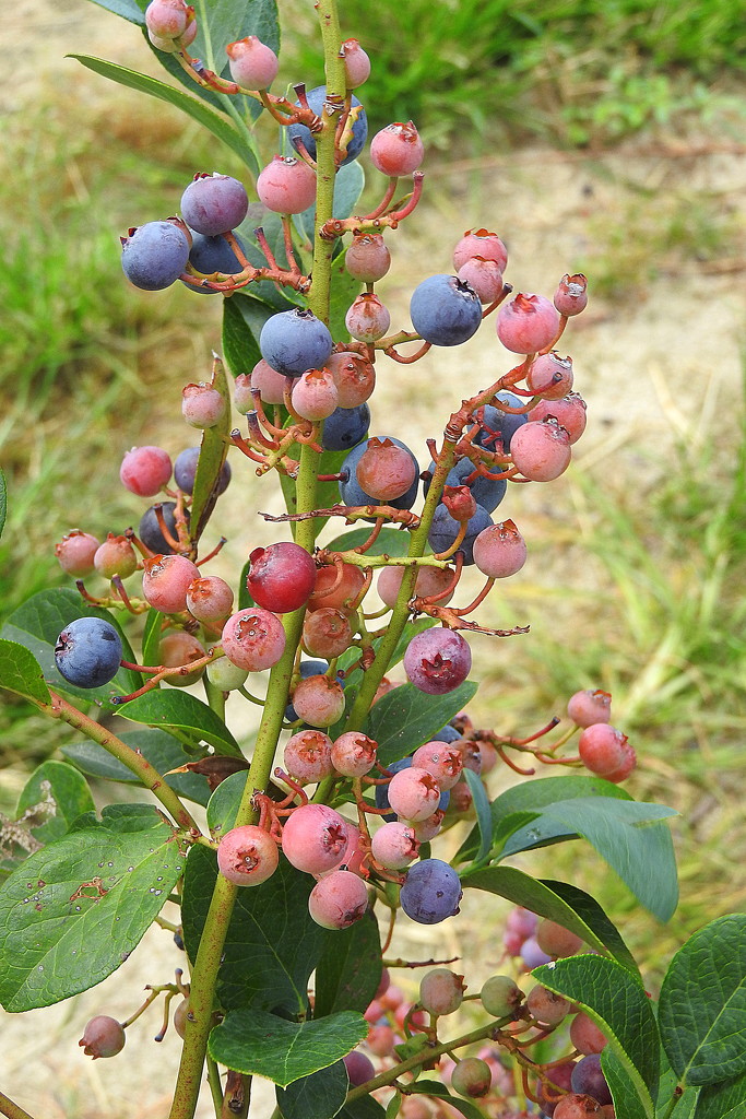Red blueberries by homeschoolmom