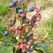Red blueberries by homeschoolmom