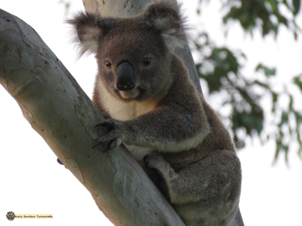 wasn't me! by koalagardens
