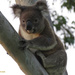 wasn't me! by koalagardens