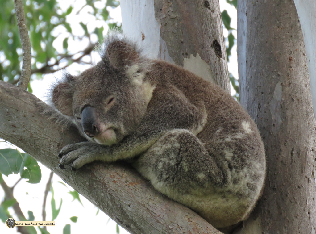just sleep it off by koalagardens