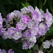 31st Jul 2017 - phlox in my favourite colour....
