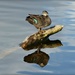 Black Duck reflections   by judithdeacon