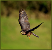 31st Jul 2017 - NZ falcon