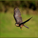NZ falcon by dide