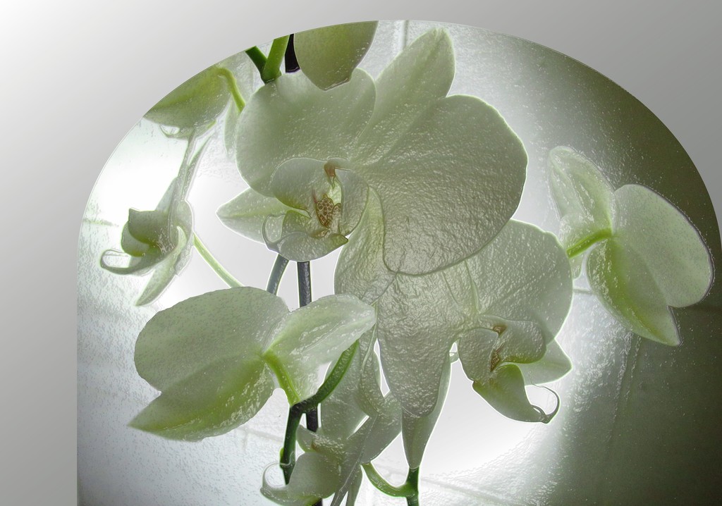 Orchids by robz