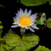 July Theme - WATER! - THE END! by gigiflower