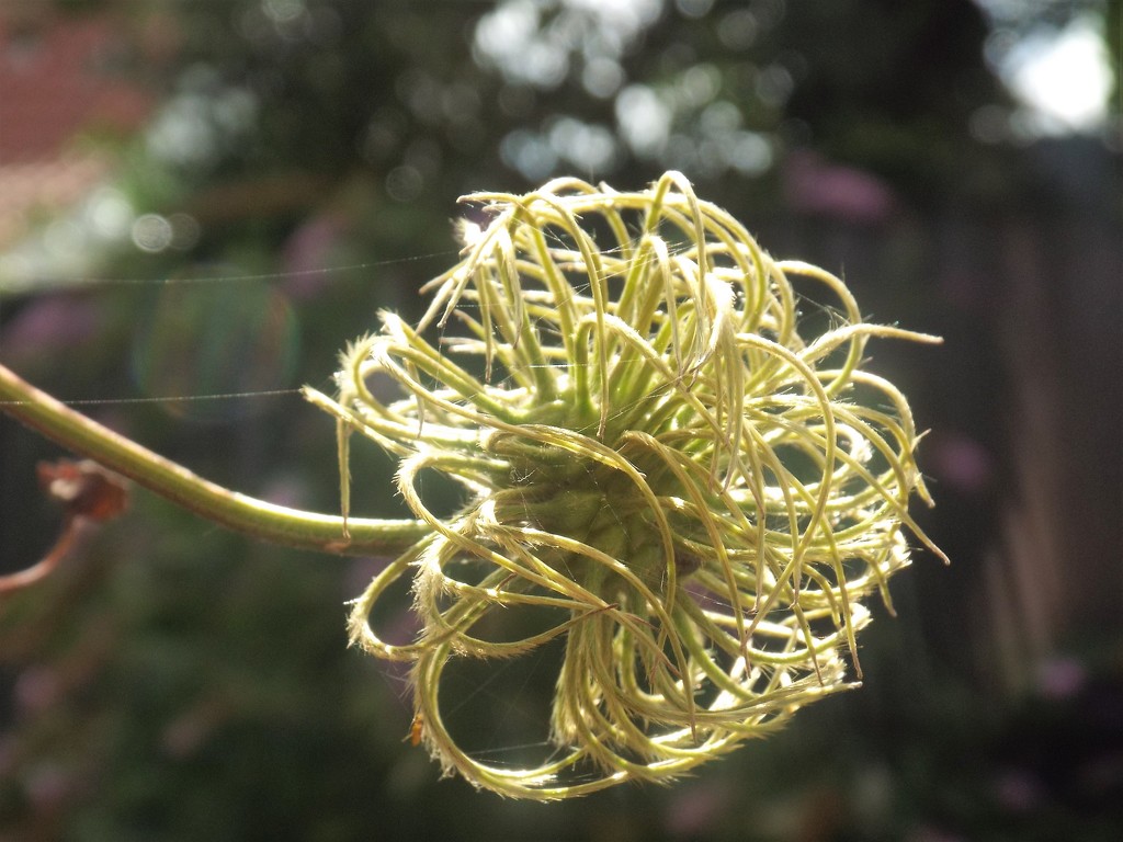 Clematis Seed Head by suzanne234