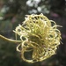 Clematis Seed Head by suzanne234