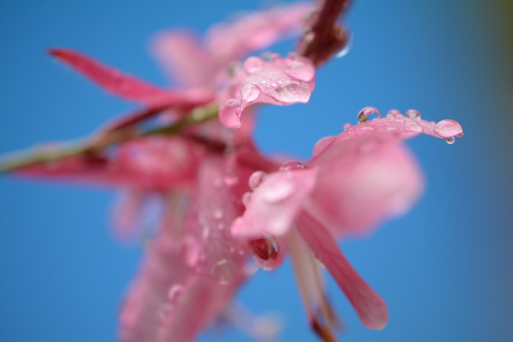 Raindrops on pink petals..... by ziggy77