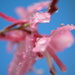 Raindrops on pink petals..... by ziggy77