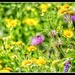 Wild flowers and a bumble bee by pamknowler