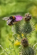 31st Jul 2017 - Thistle and a bumble bee