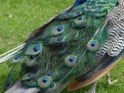 31st Jul 2017 - Peacock