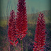 Aloe Flowers by salza