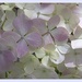 Hydrangea flowers. by grace55