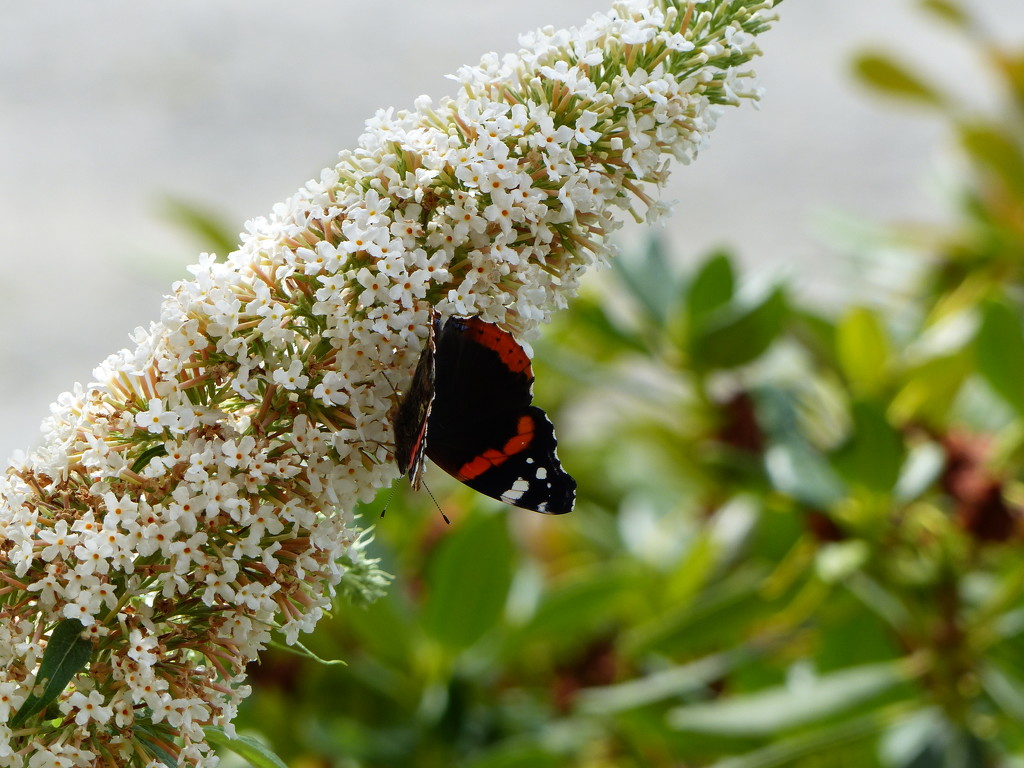  Red Admiral on White Buddleia  by susiemc