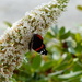  Red Admiral on White Buddleia  by susiemc