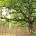 The old oak tree II by susale