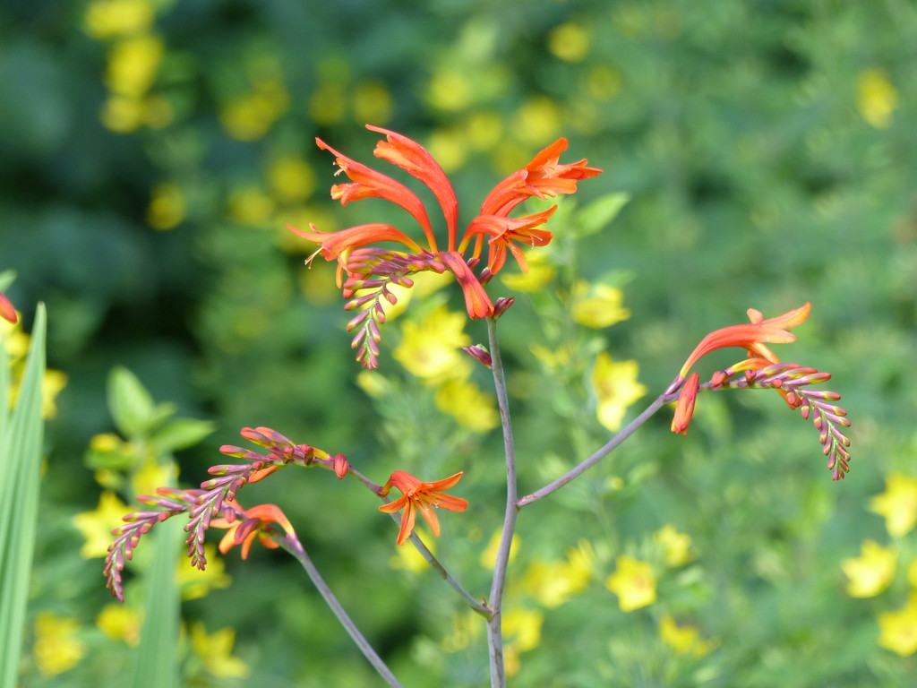 A Different Crocosmia by susiemc