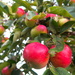Apples by davemockford